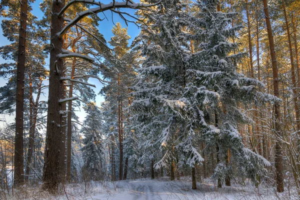 Snowy Forest Beautiful Weather Masuria Poland — Stock Photo, Image