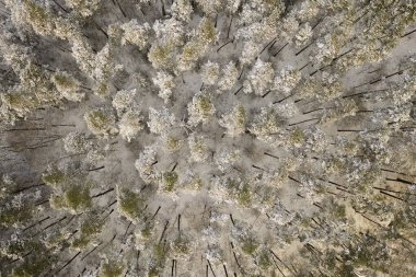 Karlı orman - hava manzarası. Tam üstte. Masuria, Polonya