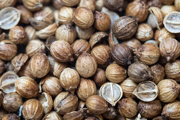 Coriander seeds — Stock Photo, Image