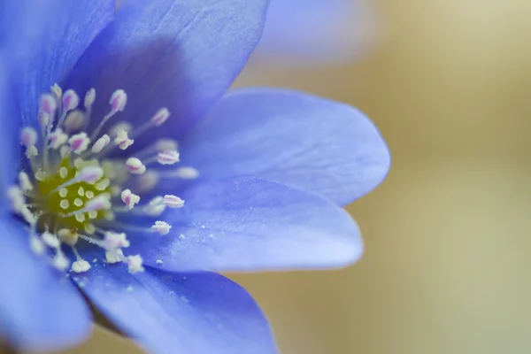 Leberblümchen Nahaufnahme — Stockfoto