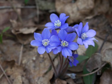 Büyüyen yosunları