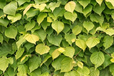 Ihlamur yeşil yaprakları