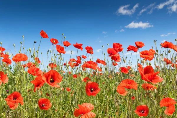 Fiori di papavero — Foto Stock