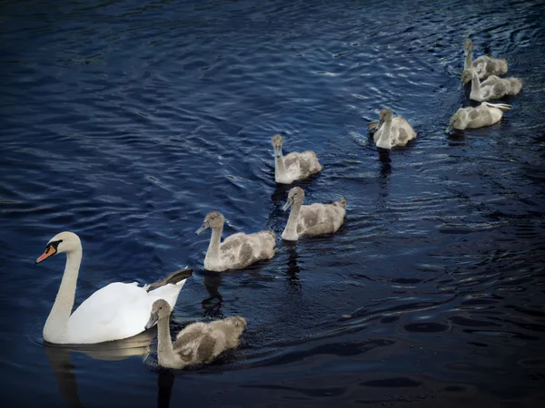 Familia de cisnes 2 —  Fotos de Stock
