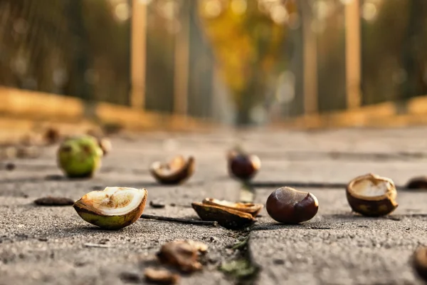 Chesnuts στο πεζοδρόμιο — Φωτογραφία Αρχείου