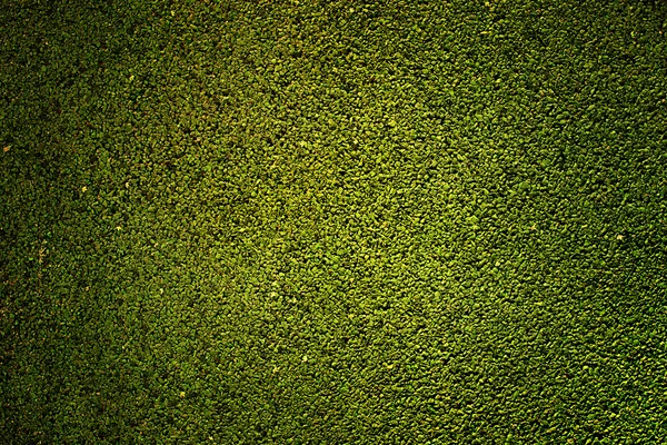 Textura de borracha verde — Fotografia de Stock