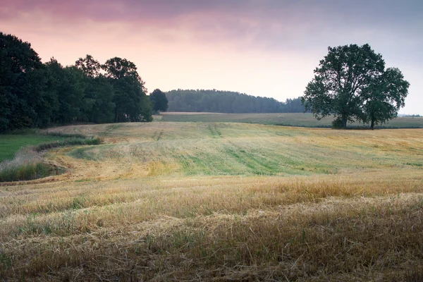 Landschap met eiken 2 — Stockfoto