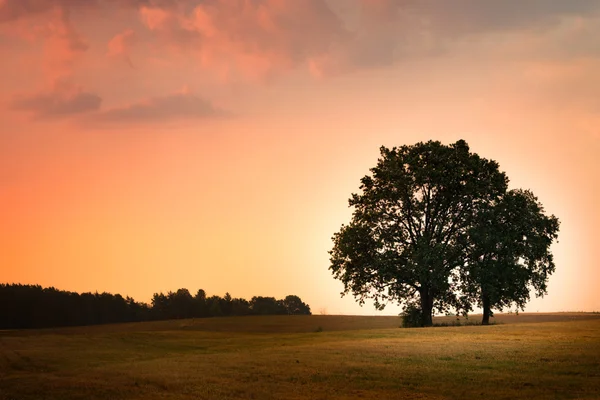 Landschaft mit Eichen 4 — Stockfoto