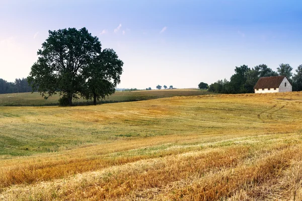 Paisagem com carvalhos 3 — Fotografia de Stock