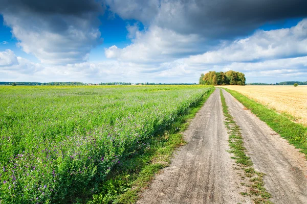 Country path between fields — Stock Photo, Image