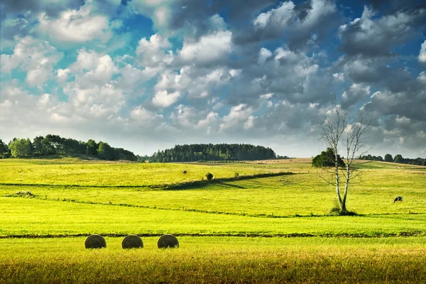 Krajobraz lato łąka — Zdjęcie stockowe