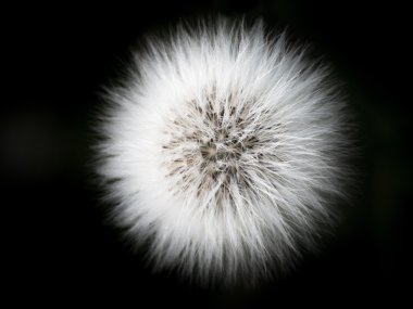 Hieracium 1 bir