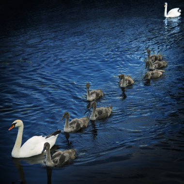 family of swans 3 clipart