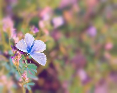 lysandra bellargus erkek
