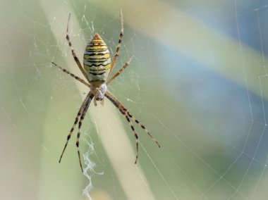 Argiope bruennich 1