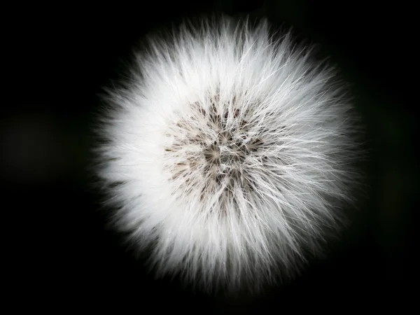 Hieracium 1 bir