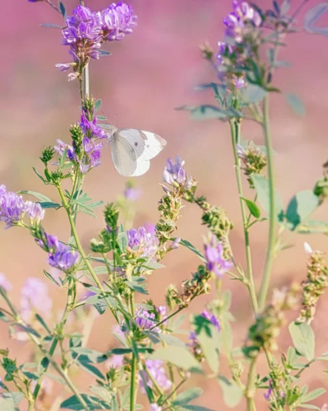 Pieris rapae 1 — Fotografia de Stock