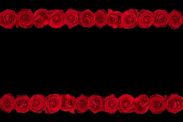 Roses lines black background — Stock Photo, Image