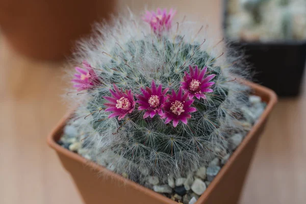Uitzicht Mooie Kleine Cactus Een Pot — Stockfoto