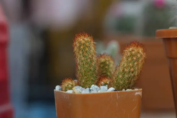 Uitzicht Mooie Kleine Cactus Een Pot — Stockfoto