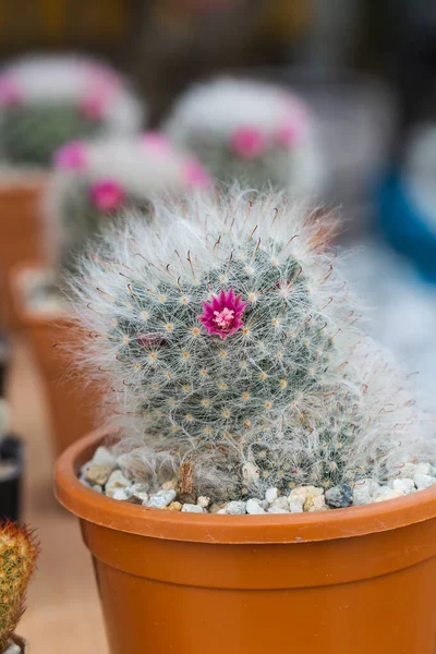 Uitzicht Mooie Kleine Cactus Een Pot — Stockfoto