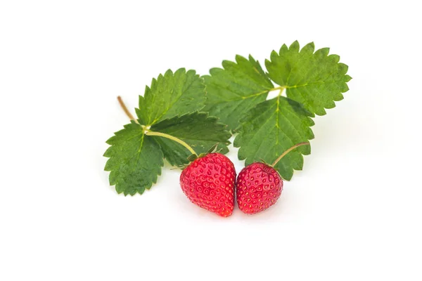 Çilekli. Taze böğürtlen makrosu. Beyazda izole edilmiş.