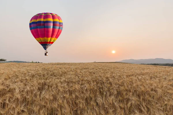 Couleur Montgolfière Sur Riz Déposé Coucher Soleil Fond — Photo