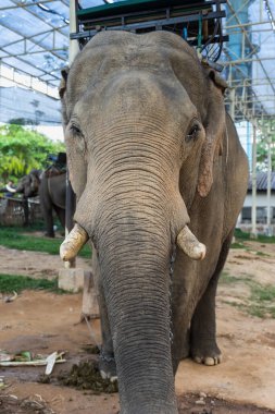 Hayvanat bahçesindeki büyük fil manzarası