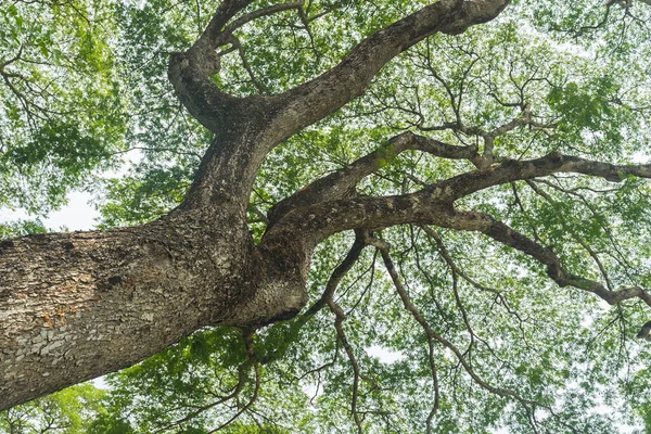 Doğa Ormanı arka planındaki ağaç 