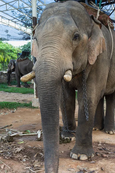 Vista Grande Elefante Zoológico — Fotografia de Stock