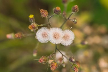 Bahçedeki kır çiçeklerinin manzarası, karahindiba