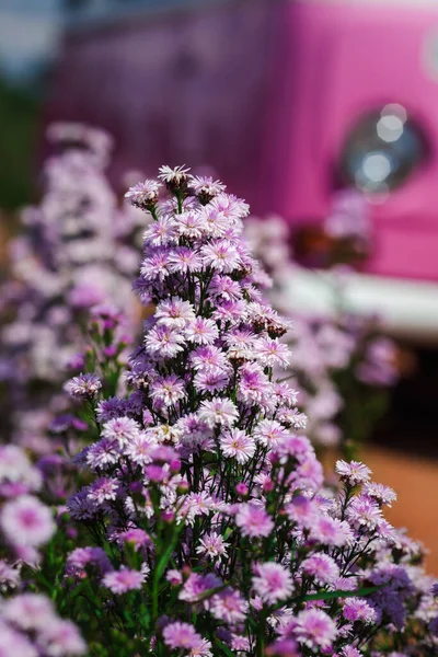 Flores Maravillosamente Margaret Florecen Recién Los Campos —  Fotos de Stock