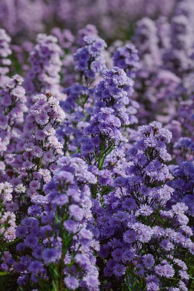 Beautifully Margaret Flowers Bloom Freshly Fields — Stock Photo, Image