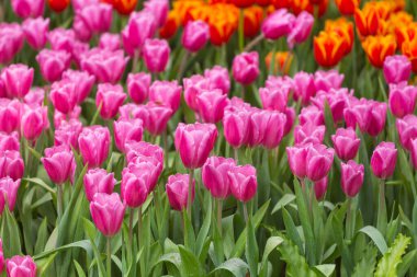 Güzel lale çiçekleri doğa arka planı 