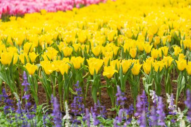 Güzel lale çiçekleri doğa arka planı 