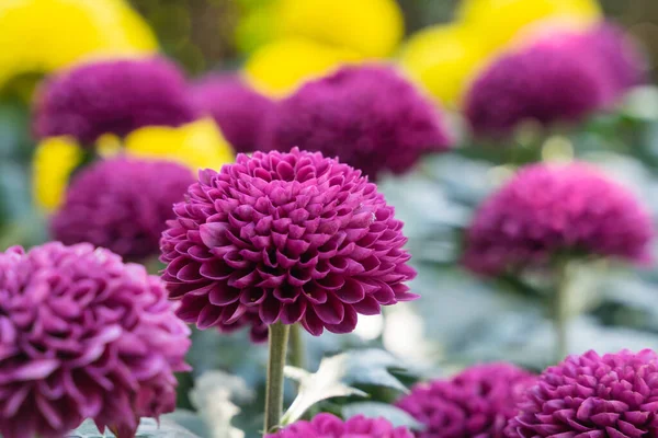 Blick Auf Schöne Blumen Garten — Stockfoto