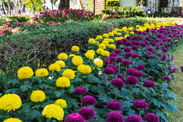 вид на красивые цветы в саду