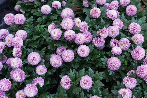 Blick Auf Schöne Blumen Garten — Stockfoto