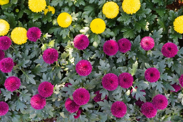 Utsikt Över Vackra Blommor Trädgården — Stockfoto