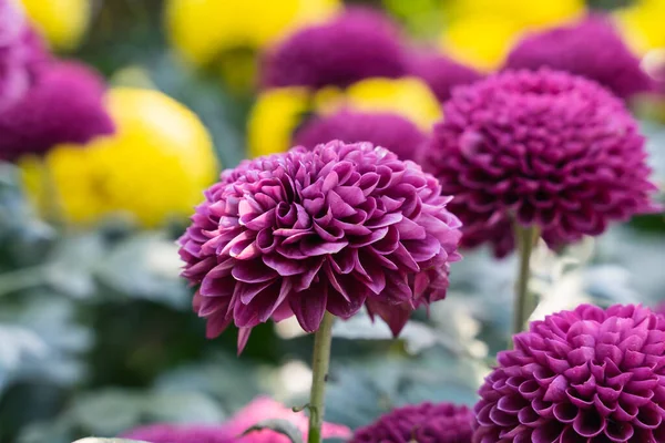 Blick Auf Schöne Blumen Garten — Stockfoto