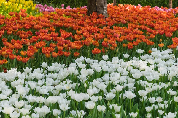 Beautiful Tulip Flowers Nature Background — Stock Photo, Image