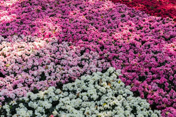 View Beautiful Flowers Garden — Stock Photo, Image