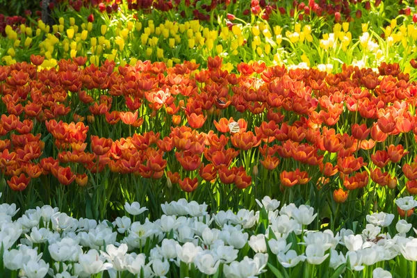 Beautiful Tulip Flowers Nature Background — Stock Photo, Image