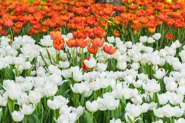 Beautiful Tulip Flowers Nature Background — Stock Photo, Image