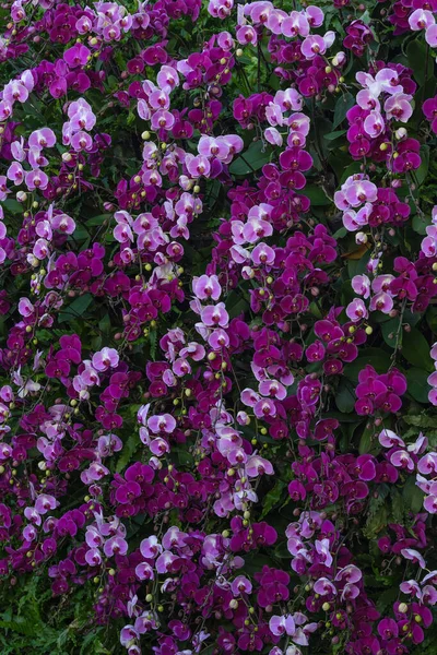 Uitzicht Prachtige Bloemen Tuin — Stockfoto