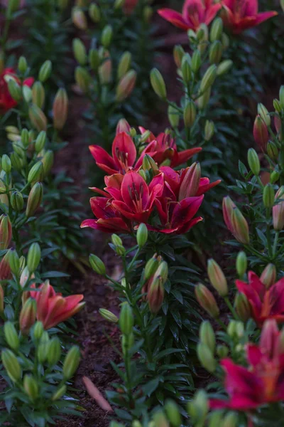 Bahçedeki güzel çiçek manzarası