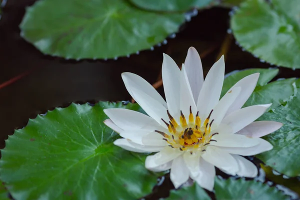 White Lotus Flower Garden — Stock Photo, Image