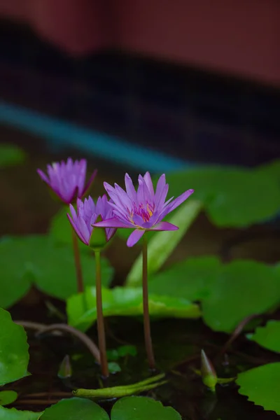 Lila Lotusblume Garten — Stockfoto