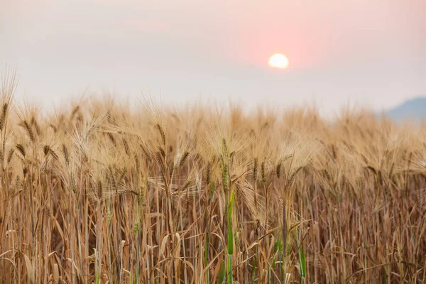 Gün batımında buğday tarlası