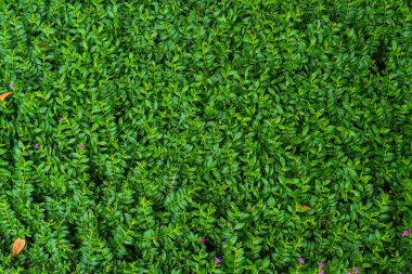 yeşil çimen arkaplan dokusu